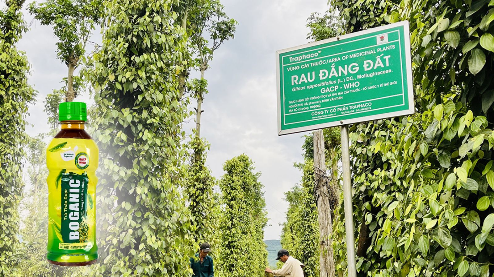 Tr&agrave; thảo dược Boganic thanh nhiệt cơ thể