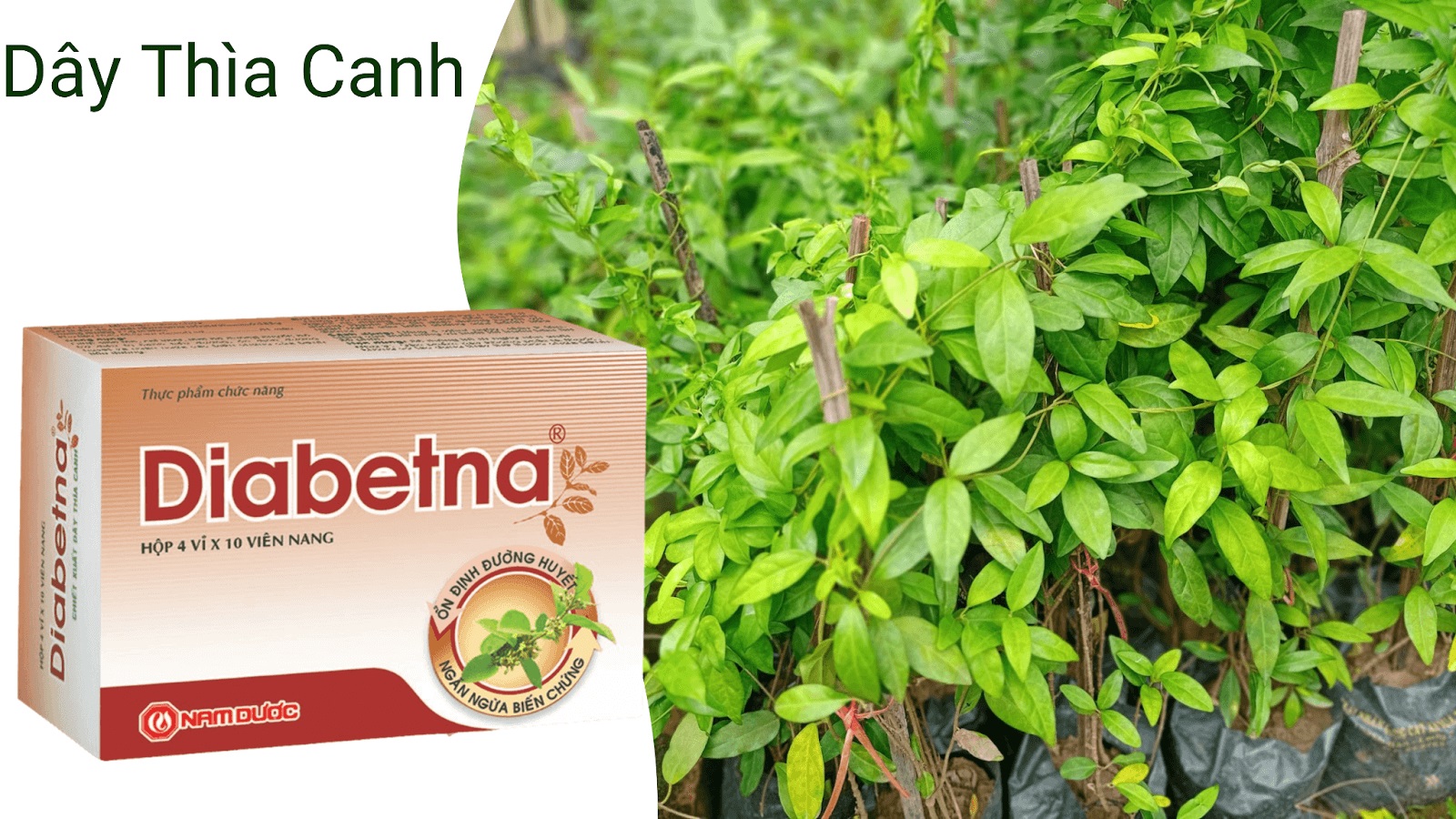 Ưu điểm của Vi&ecirc;n Uống Hạ Đường Huyết Mỡ M&aacute;u Diabetna