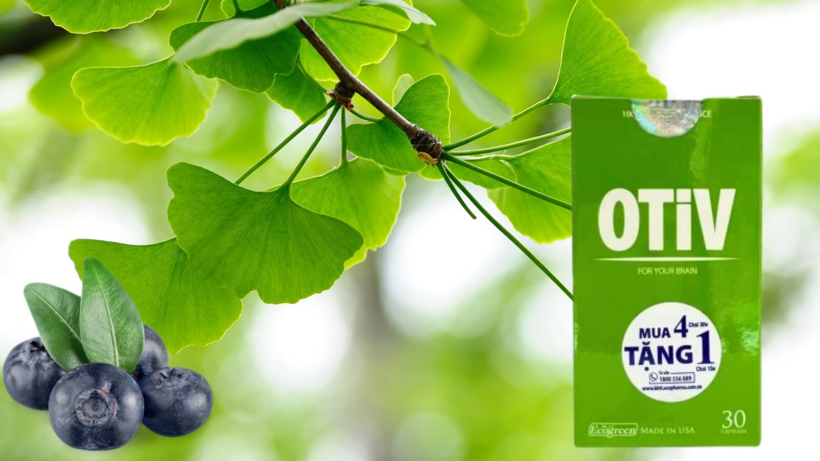 Vi&ecirc;n uống Otiv bổ n&atilde;o c&oacute; th&agrave;nh phần ch&iacute;nh từ Cao bạch quả v&agrave; Việt quất