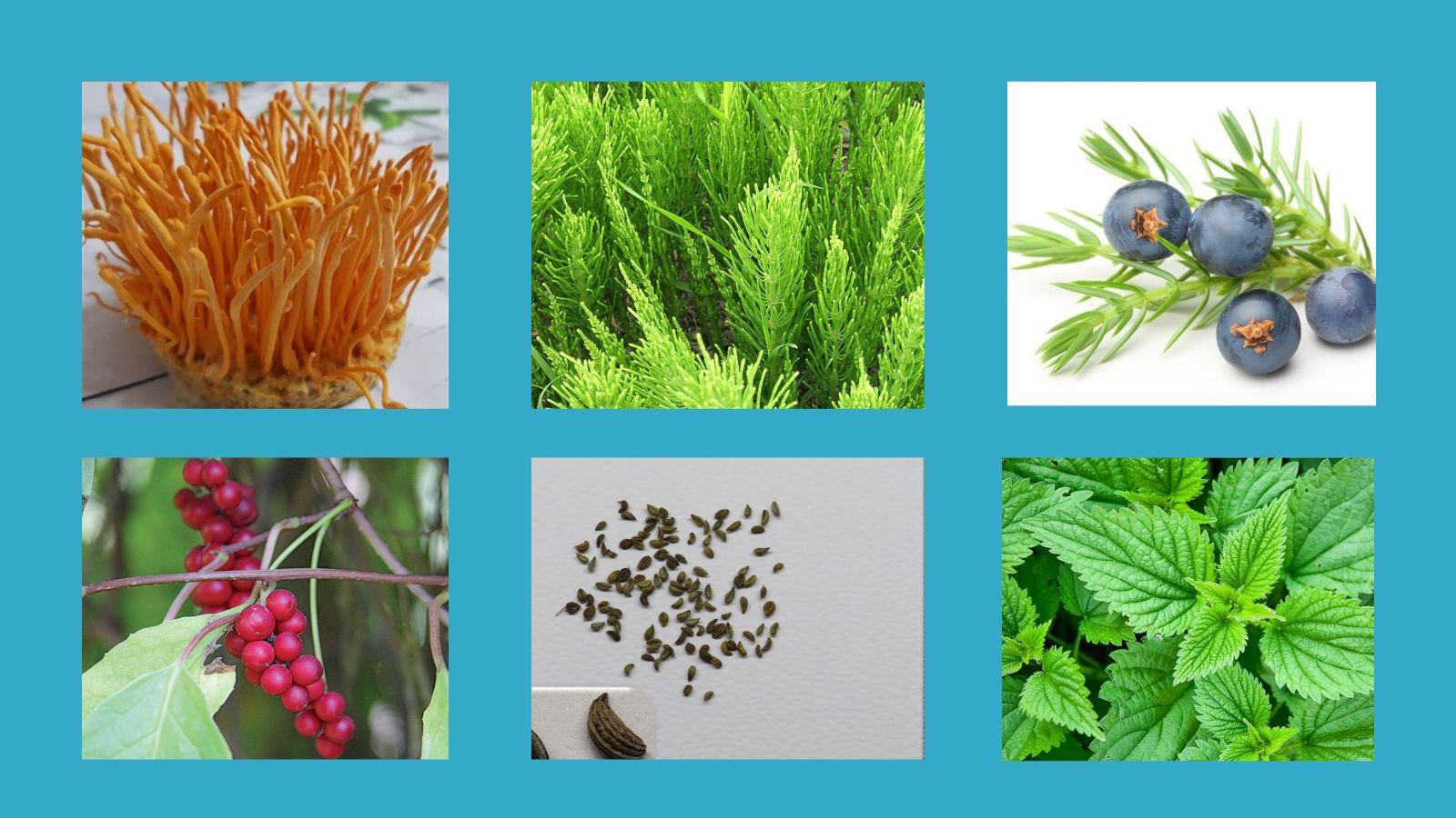 Th&agrave;nh phần của Vitatree Kidney Tonic